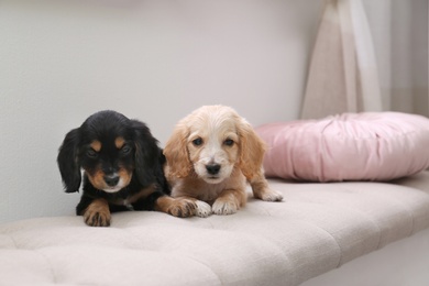 Cute English Cocker Spaniel puppies on sofa indoors