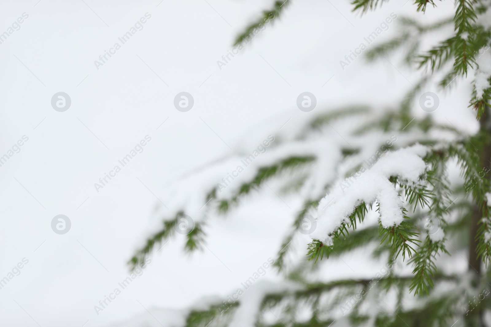 Photo of Closeup view of fir tree covered with snow on white background, space for text