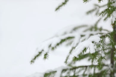 Closeup view of fir tree covered with snow on white background, space for text