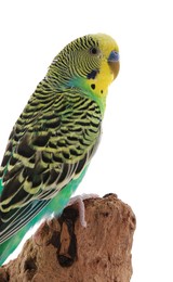 Beautiful parrot perched on wood against white background. Exotic pet