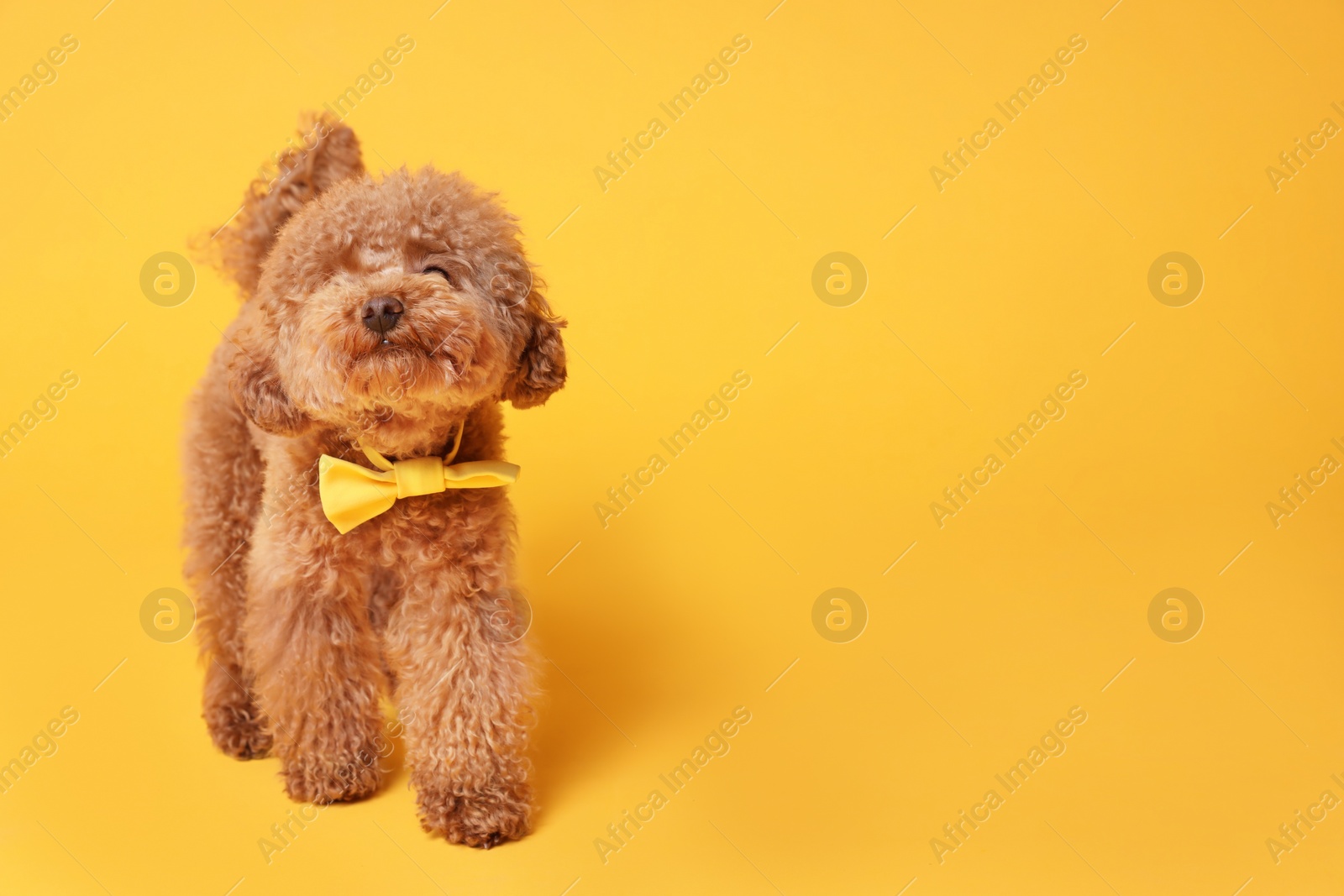 Photo of Cute Maltipoo dog with yellow bow tie on neck against orange background. Space for text