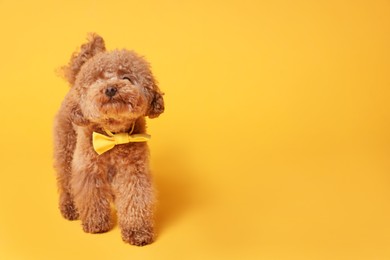 Photo of Cute Maltipoo dog with yellow bow tie on neck against orange background. Space for text