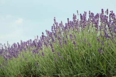 View of beautiful blooming lavender growing in field