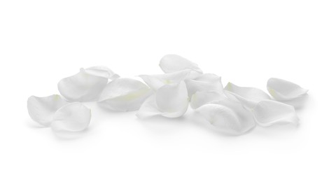 Photo of Beautiful rose flower petals on white background