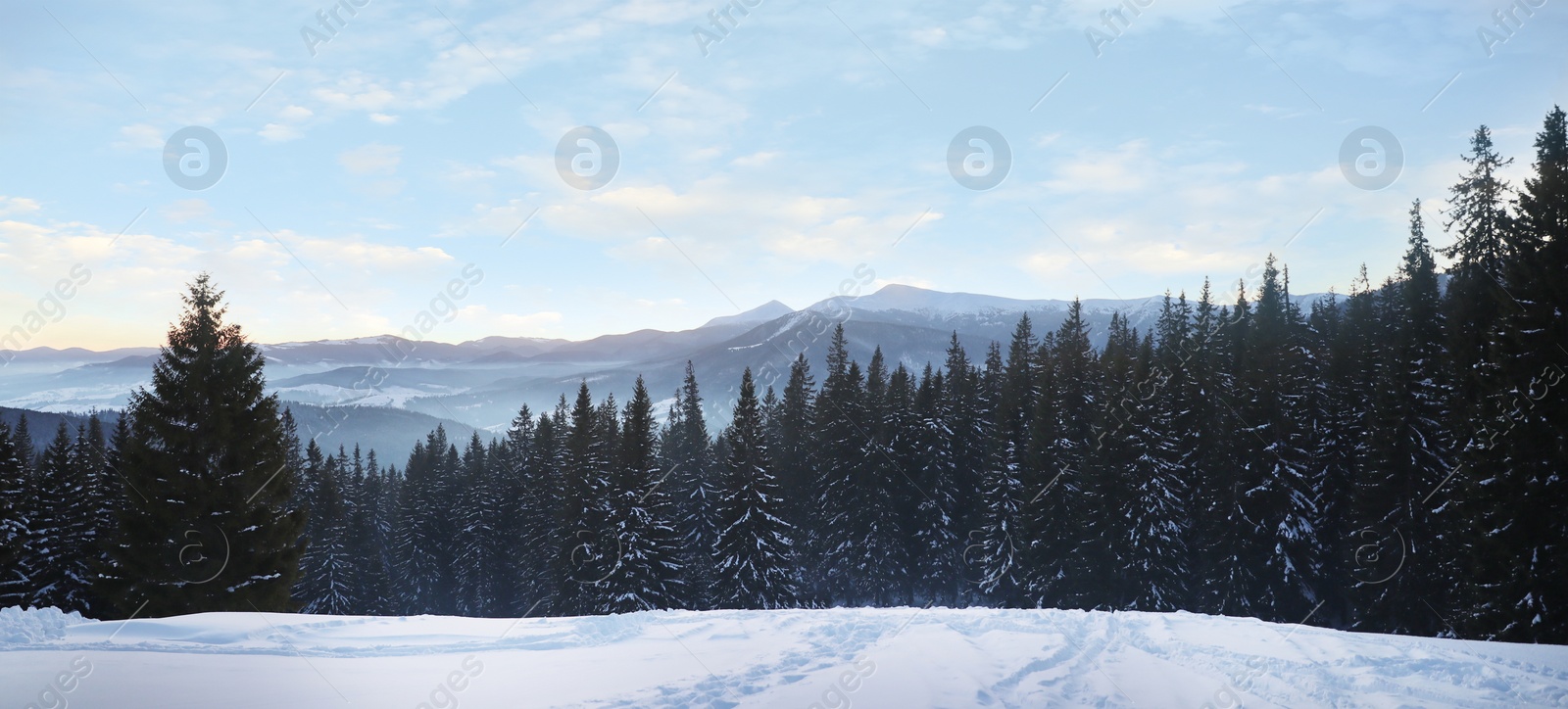 Image of Picturesque view of conifer forest covered with snow on winter day. Banner design