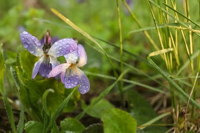 Beautiful wild violets blooming in forest, space for text. Spring flowers