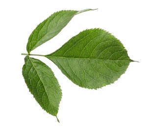 Fresh green elderberry leaves on white background