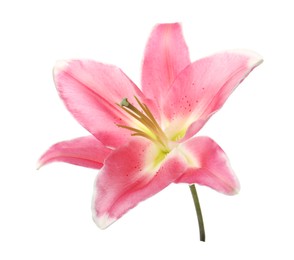 Photo of Beautiful pink lily flower isolated on white