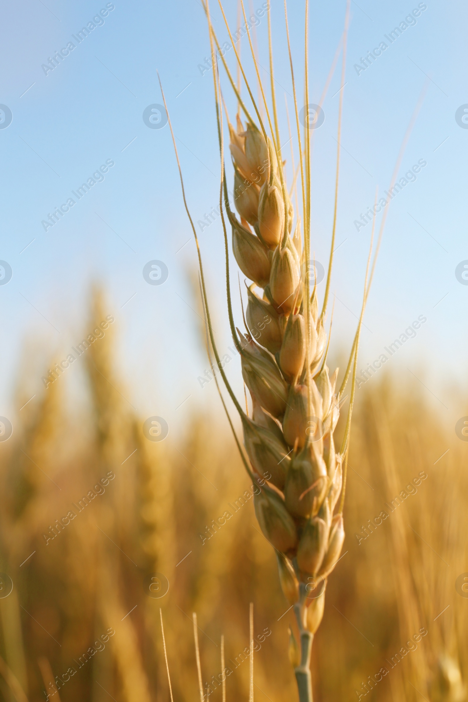 Photo of Beautiful agricultural field with ripening wheat, closeup