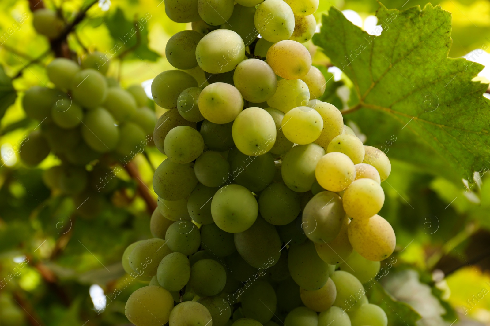 Photo of Delicious green grapes growing in vineyard, closeup