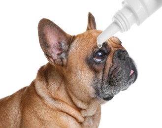 Image of Giving medical drops to cute dog on white background