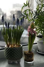 Beautiful muscari, hyacinth flowers and houseplant on window sill indoors. Spring time