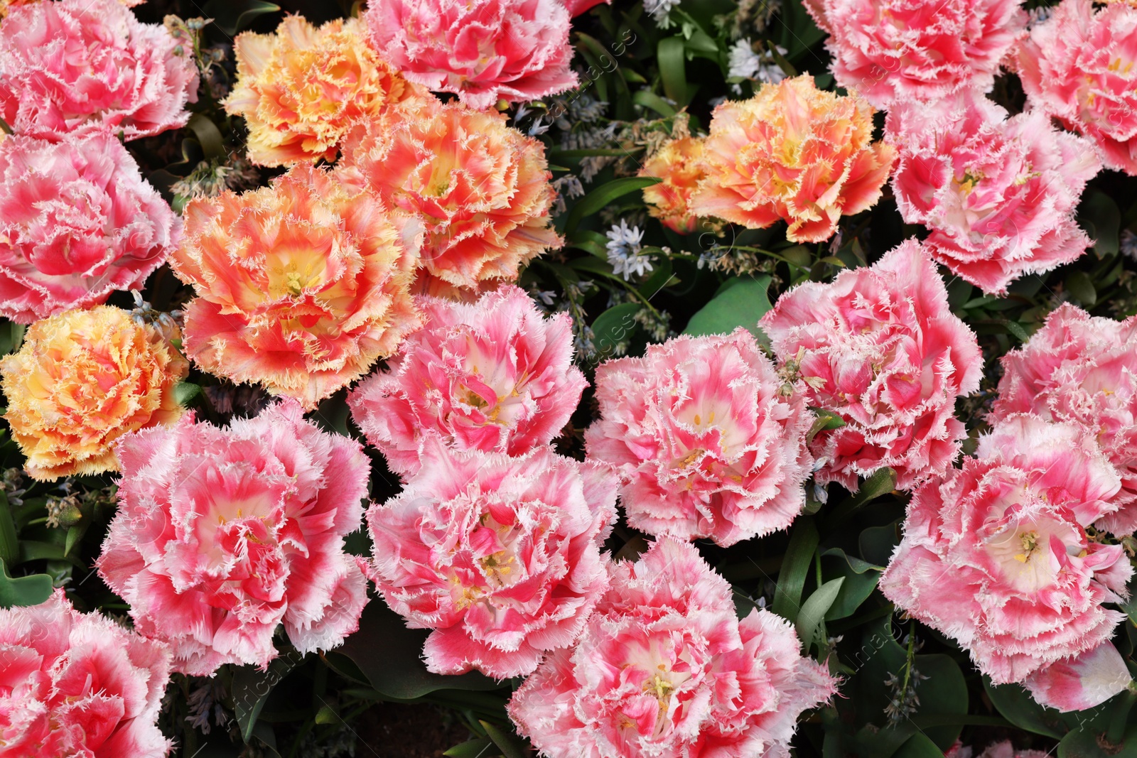 Photo of Many beautiful tulip flowers as background, above view. Spring season