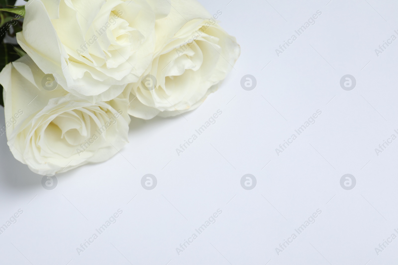 Photo of Beautiful roses on white background, closeup with space for text. Funeral symbols