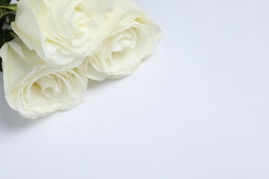 Beautiful roses on white background, closeup with space for text. Funeral symbols