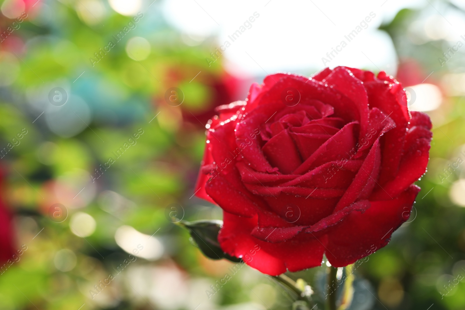 Photo of Beautiful blooming rose in garden on sunny day, closeup. Space for text