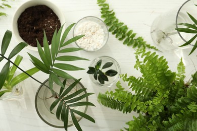 Photo of Different houseplant seedlings on white wooden table, flat lay