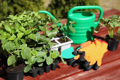 Seedlings growing in plastic containers with soil, rubber gloves, trowel and watering can on table outdoors