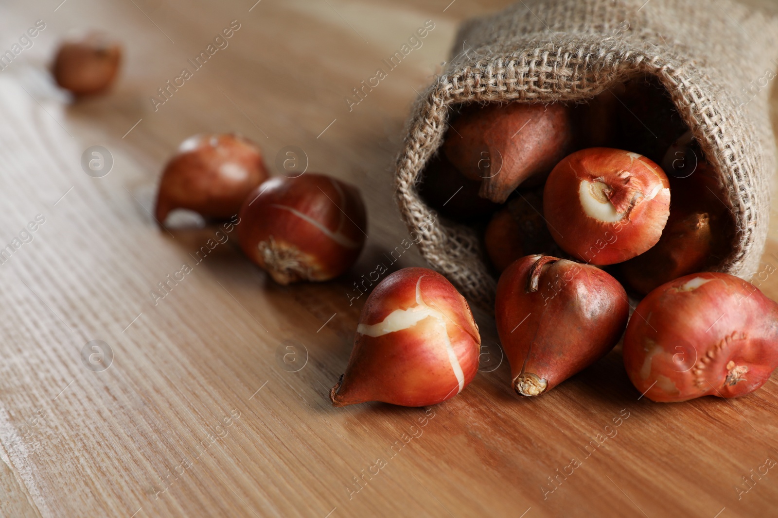 Photo of Sack with tulip bulbs on wooden table, closeup