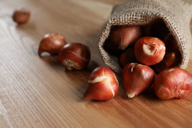 Sack with tulip bulbs on wooden table, closeup