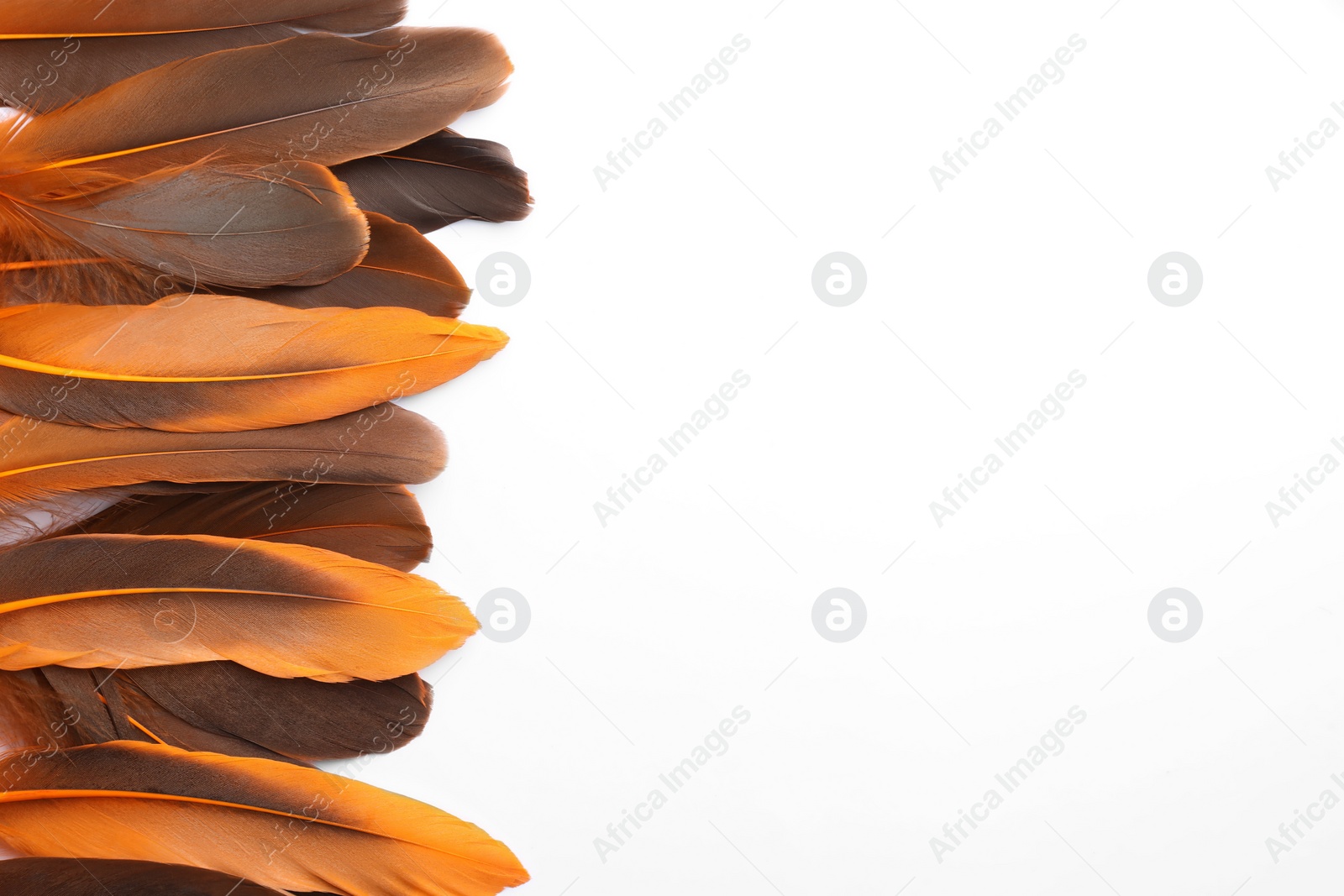 Photo of Many different bird feathers on white background, flat lay. Space for text