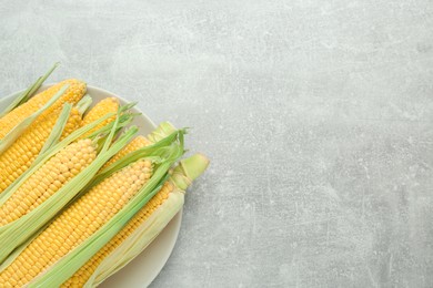 Plate of fresh corncobs with green husks on grey table, top view. Space for text