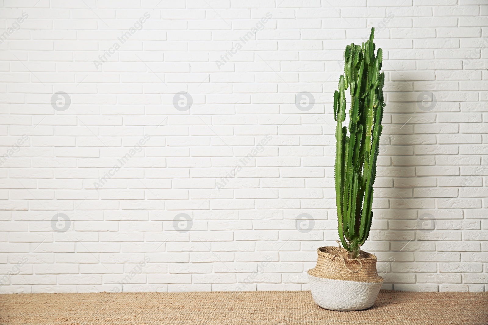 Photo of Beautiful potted cactus near white brick wall, space for text. Interior design