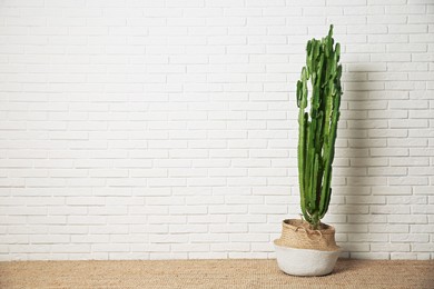 Photo of Beautiful potted cactus near white brick wall, space for text. Interior design