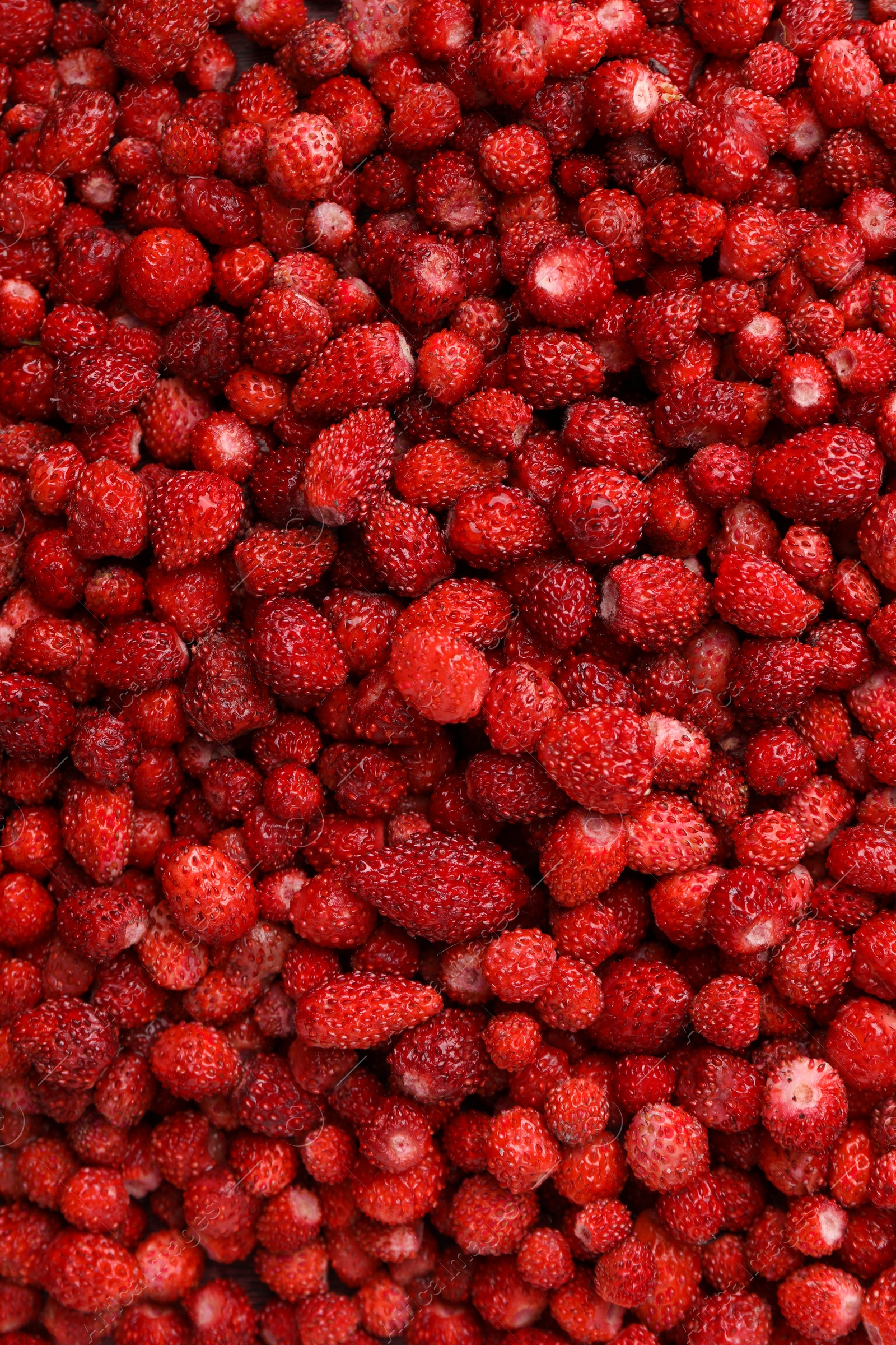 Photo of Many fresh wild strawberries as background, top view