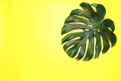 Green fresh monstera leaf on color background, top view with space for text. Tropical plant