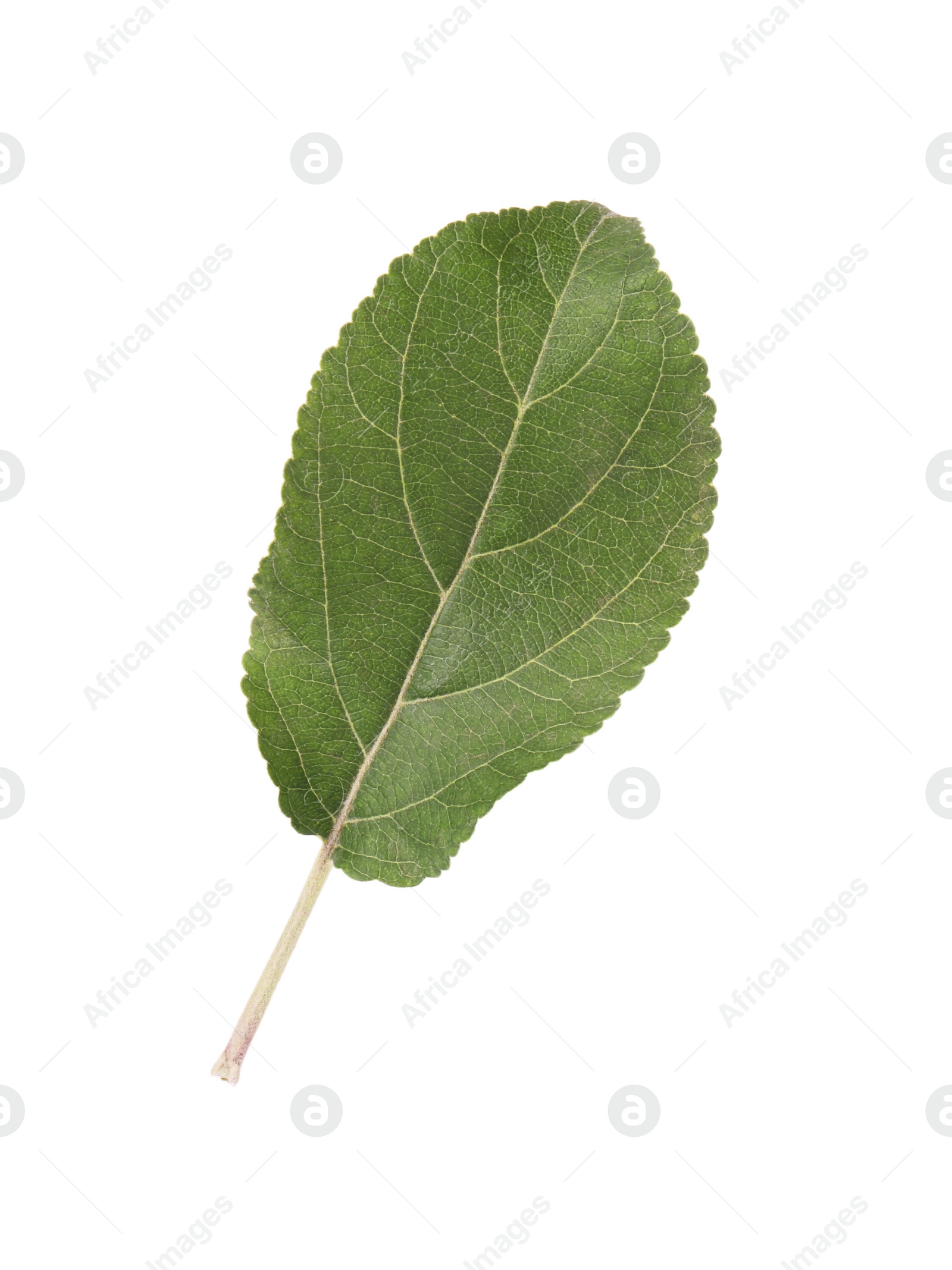 Photo of One green leaf of apple tree isolated on white