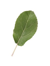 One green leaf of apple tree isolated on white