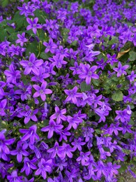 Photo of Beautiful bellflowers growing in garden, closeup view