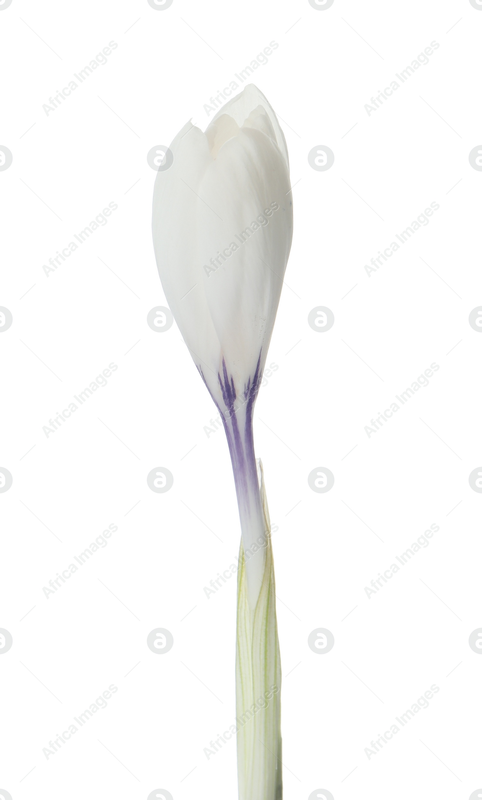 Photo of Beautiful crocus isolated on white. Spring flower