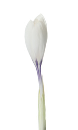 Beautiful crocus isolated on white. Spring flower