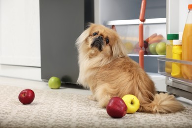 Photo of Cute Pekingese dog and scattered fruits near refrigerator in kitchen