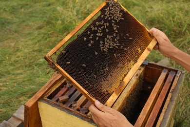 Photo of Beekeeper with honey frame at apiary, closeup