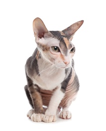 Photo of Adorable Sphynx cat on white background. Cute friendly pet