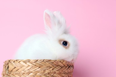 Photo of Fluffy white rabbit in wicker basket on pink background. Cute pet
