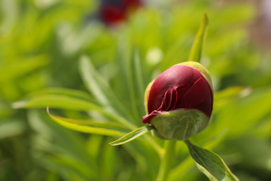 Beautiful red peony bud outdoors on spring day, closeup