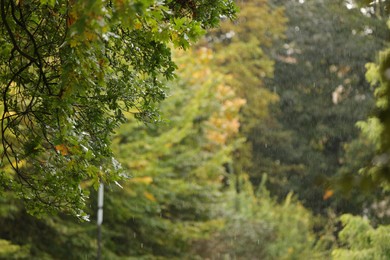 Photo of Blurred view of trees in park on rainy day