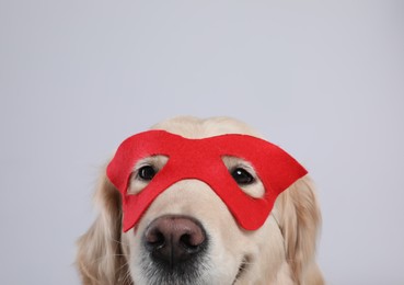 Adorable dog in red superhero mask on light grey background, closeup