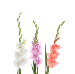 Beautiful color gladiolus flowers on white background