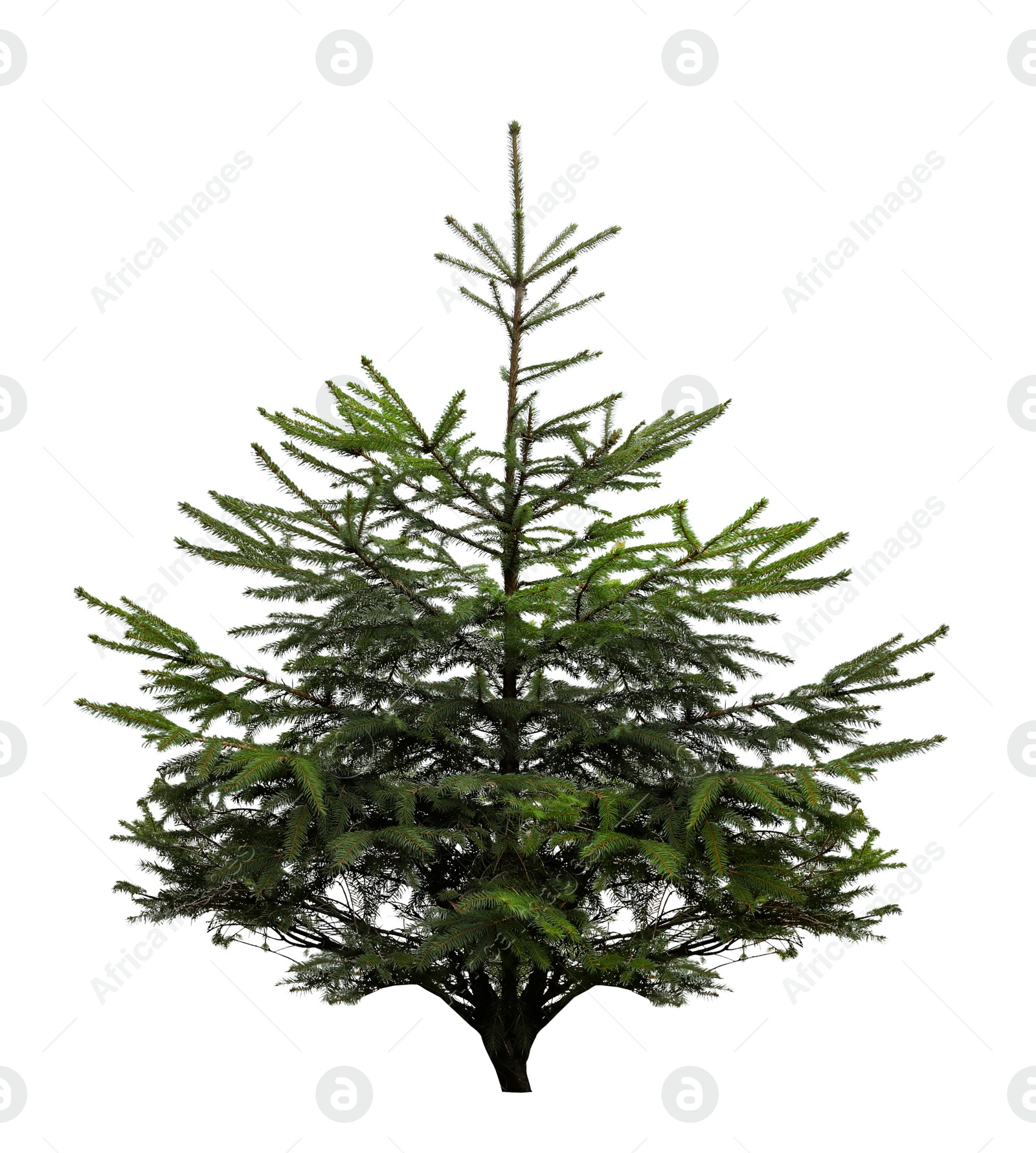 Image of Beautiful fir isolated on white. Christmas tree