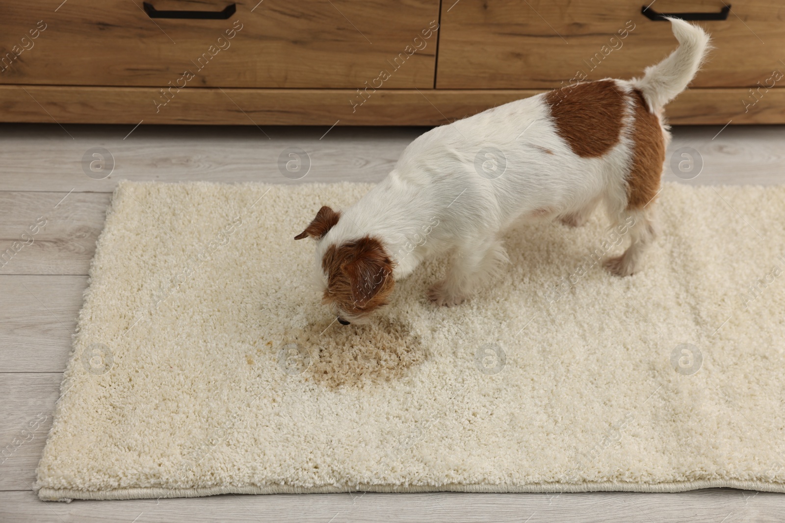 Photo of Cute dog near wet spot on rug indoors