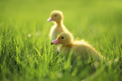Photo of Cute fluffy goslings on green grass. Farm animals