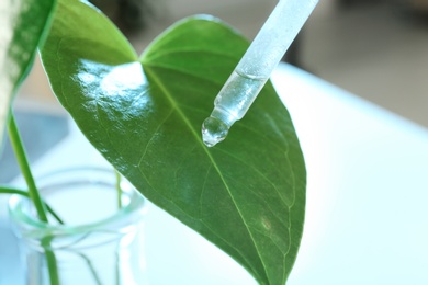 Photo of Clear liquid dropping from pipette on leaf against blurred background, closeup. Plant chemistry