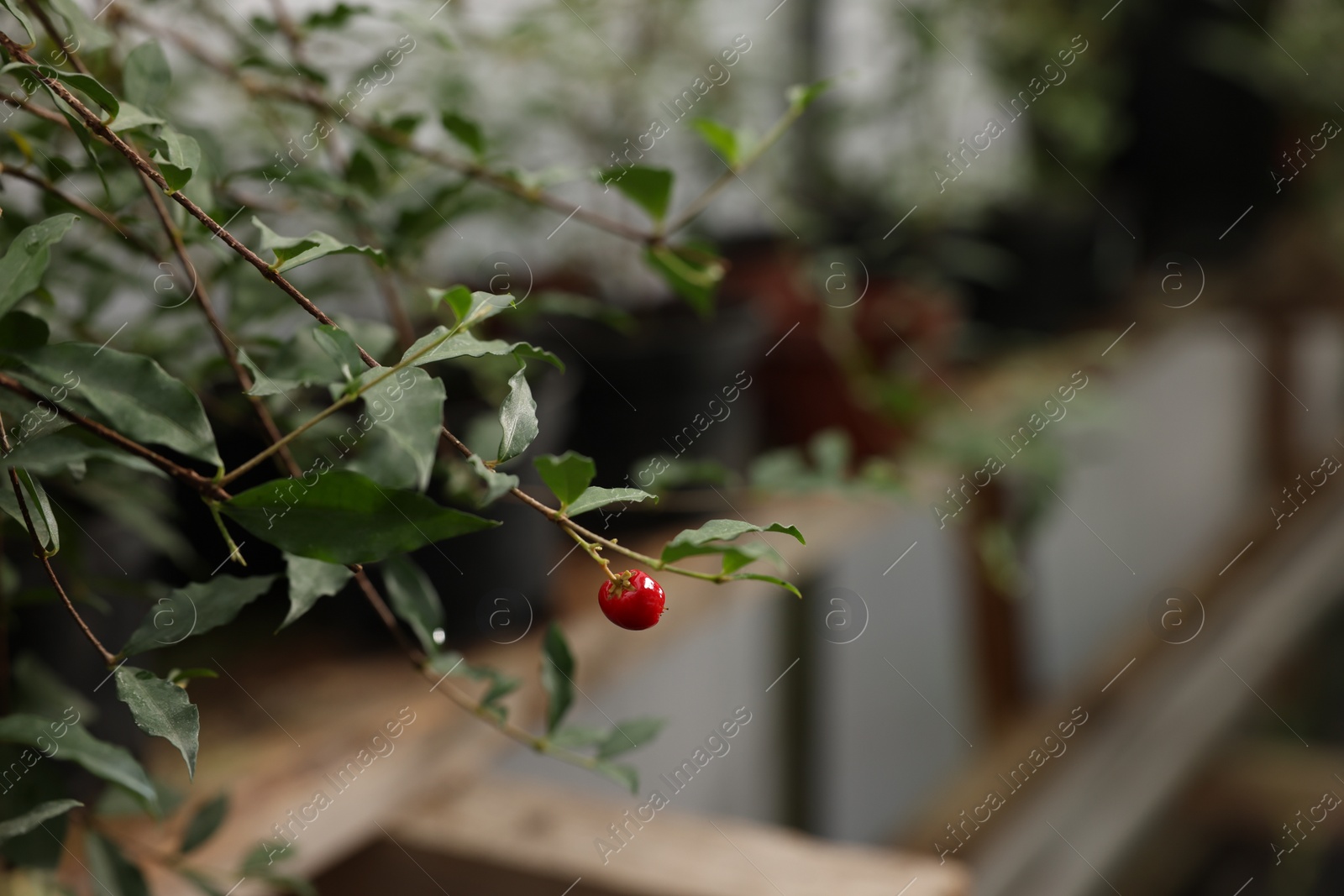 Photo of Beautiful Malpighia glabra plant growing in greenhouse, closeup. Space for text