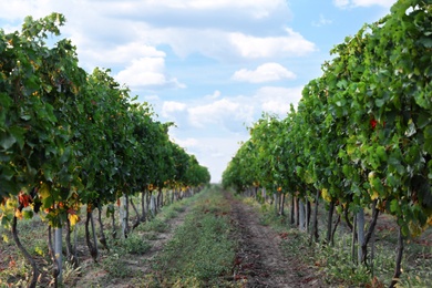 Beautiful view of vineyard rows at sunset