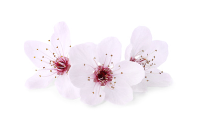 Beautiful plum blossom isolated on white. Spring season